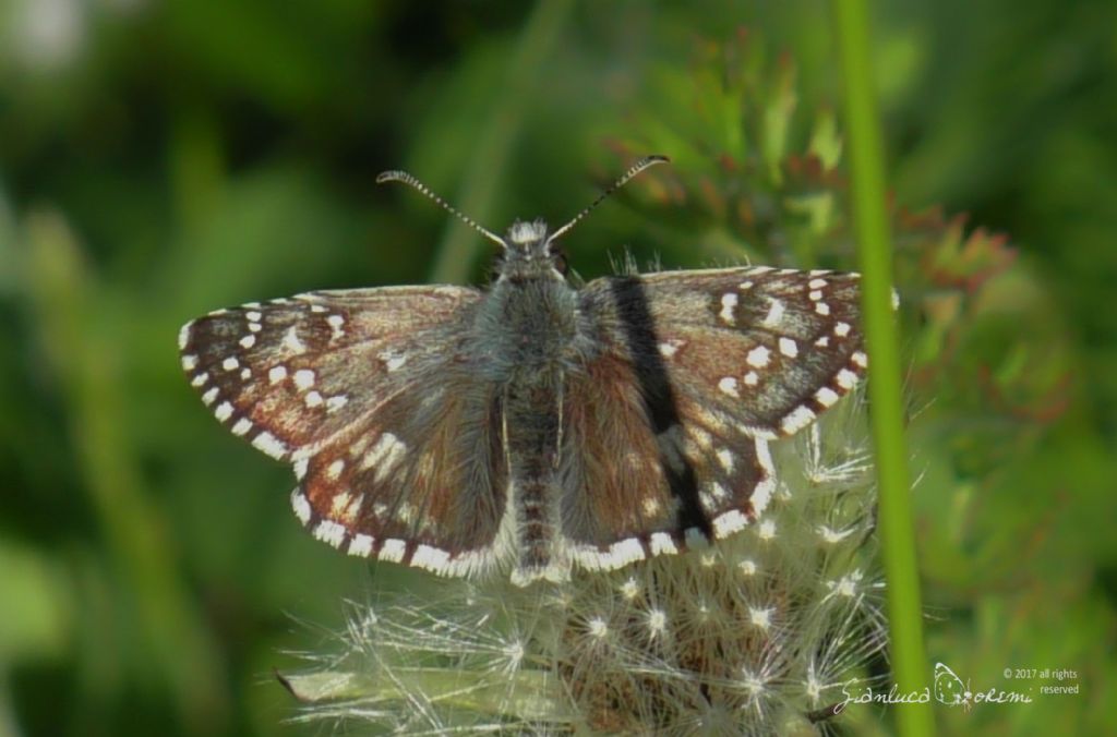 Quale Pyrgus? Pyrgus armoricanus, Hesperiidae